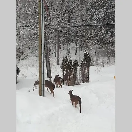 Le Nid doré sur le lac  Val des Monts Extérieur photo